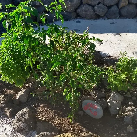 Primavera Апартаменты *