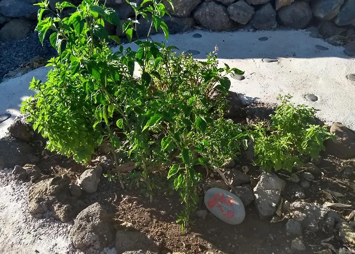 Primavera Appartement *